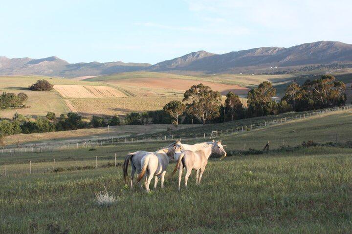 Shabach Farm Villa Hartebeesrivier Bagian luar foto